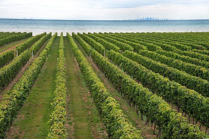 Konzelmann estate winery — niagara on the lake cabinet works plus Niagara foodie guide